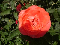 e8ca74e0-Picture 2693.jpg